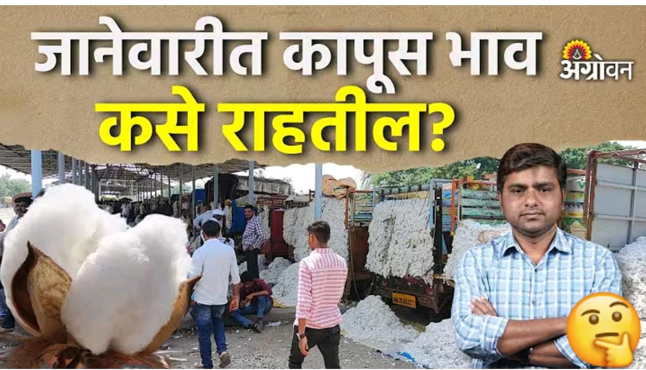 जानेवारीत कापसाचे भाव